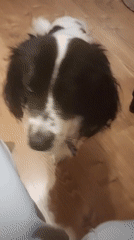 Two dogs observed indoors in Tsarevo, Bulgaria residence