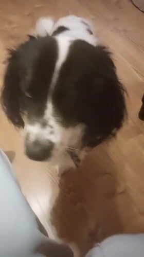 Two dogs observed indoors in Tsarevo, Bulgaria residence