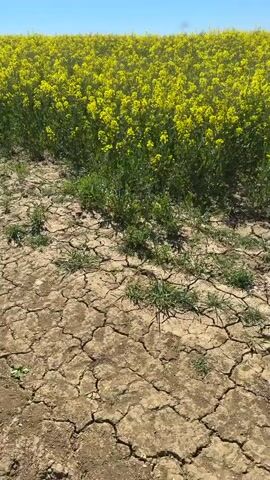 The video captures a static wide shot of a vibrant yellow field under a clear blue sky. In the immediate foreground, the earth is dry and severely cracked, with sparse patches of green grass pushing through the parched soil. Beyond this dry patch, an expansive field of bright yellow flowers, likely rapeseed or canola, stretches across the mid-ground, filling the frame horizontally and receding towards the horizon. The flowers appear to sway gently in a light breeze. The sky above is a brilliant, cloudless blue, indicating a sunny day. In the far distance on the horizon, a line of dark green trees is visible. The scene depicts an agricultural landscape, specifically in North Hertfordshire, United Kingdom, experiencing dry conditions. There is no visible text.