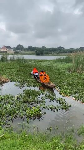 Two individuals wearing orange life vests are in a wooden canoe navigating through dense aquatic vegetation. One person is seated towards the front of the canoe, facing away from the camera and is partially obscured by the other individual. The second person, seated in the middle of the canoe, is facing the camera and holding a large, coiled orange rope. The canoe is surrounded by a thick growth of water plants and reeds. In the background, a body of water extends towards a tree line and distant buildings under a cloudy sky.