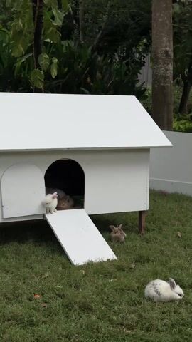 The video shows a group of rabbits around a small, white rabbit hutch on a green lawn. The hutch is raised slightly off the ground on small wooden legs. It has a single arched doorway with a small ramp leading to the grass. Inside the hutch, several rabbits can be seen huddled together. One small, white rabbit stands in the doorway, peering out. On the grass outside the hutch, there is a brown rabbit and a white rabbit with grey spots lounging on the grass. The surrounding environment consists of green foliage, including trees, and a white fence in the background. There is no indication of people or interaction in the scene.