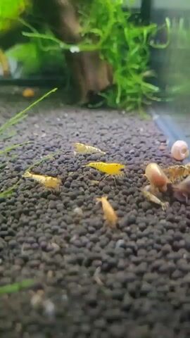 This is a close-up shot of an aquarium tank. The substrate appears to be dark, granular material. Several small, translucent shrimp are visible, predominantly in shades of yellow and orange, crawling on the substrate. In the background, green aquatic plants are growing, with a piece of dark driftwood. A few small snails, one with a reddish-brown shell, are also present. The lighting is bright, illuminating the shrimp and plants.
