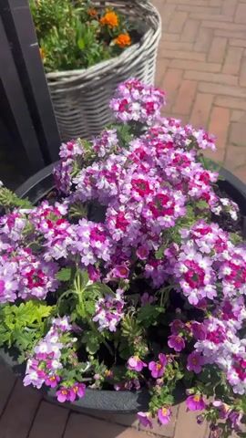 The image captures a close-up of a vibrant outdoor floral display. In the foreground, a large, dark-colored circular planter is filled with numerous small purple and white flowers. These appear to be Verbena, with individual florets showcasing a mix of solid magenta and white petals featuring deep purple-pink centers, creating a striking two-toned effect. Lush green foliage surrounds the colorful blooms.

Behind this planter, slightly out of focus, a white wicker basket planter holds bright orange flowers, likely marigolds, adding a contrasting splash of color. The planters rest on a reddish-brown brick paver surface, characteristic of an outdoor patio or sidewalk. To the left, a dark vertical pole or structural element is partially visible, suggesting proximity to a building or outdoor fixture.

The scene is brightly illuminated by natural sunlight, indicating a clear, sunny day. No people or visible text are present. The overall impression is one of natural beauty and cheerful outdoor decoration, situated in Noordwijk, Netherlands.