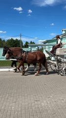 Horse carriage carries tourists near Orthodox church in Kolomna