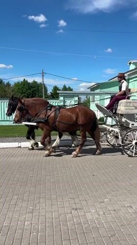 Horse carriage carries tourists near Orthodox church in Kolomna