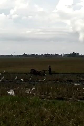 The video shows a rural scene with a vast rice field. In the middle distance, a person is operating a small tractor-like machine, presumably tilling the soil. A large flock of white birds, possibly egrets, is scattered across the muddy field, foraging for food. The sky is overcast with a mix of grey and white clouds. In the background, a line of trees and some buildings are visible, suggesting a distant village or settlement.