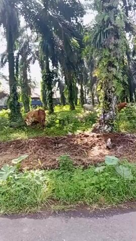 The video captures a scene in a wooded area, possibly a palm plantation, with several cows visible. The camera pans across the landscape, showing tall trees with lush green foliage. In the foreground, there is a dirt path or road, with green grass and vegetation along the sides. Several brown and white cows are scattered among the trees, some grazing and others standing. The sunlight filters through the leaves, creating dappled light and shadows. The overall impression is a natural, rural environment with livestock present.