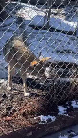 The video shows a coyote in an enclosure at a zoo or wildlife park. The enclosure is surrounded by a chain-link fence and has a mostly dirt and snow-covered ground with some fallen branches and small evergreen trees. The coyote walks around the enclosure, sometimes sniffing the ground near the fence. A person is visible near the end of the video, looking at the coyote.