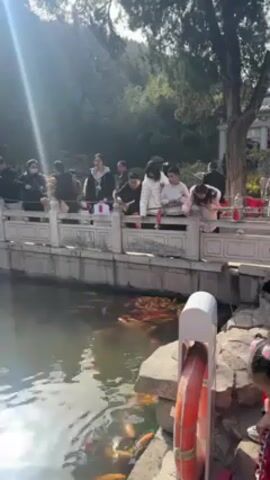 A group of people, including adults and children, are standing on a stone bridge and feeding fish in a pond. The fish are mostly orange and are clustered together near the surface of the water. The people are holding out their hands with food in them, and the fish are swimming up to eat it. A red and white life preserver hangs off a stone post near the bottom right of the frame. The sun is shining brightly and there are trees in the background.