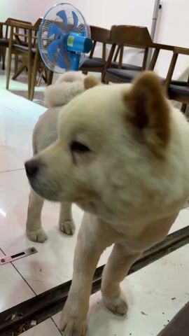 A cream-colored Chow Chow dog with light brown ears is standing indoors on a tiled floor. The dog has a thick, fluffy head and a noticeably shorter coat on its body. In the background, there is a small blue fan sitting on a table surrounded by wooden chairs. The room is well-lit. The camera is positioned low, focusing on the dog.