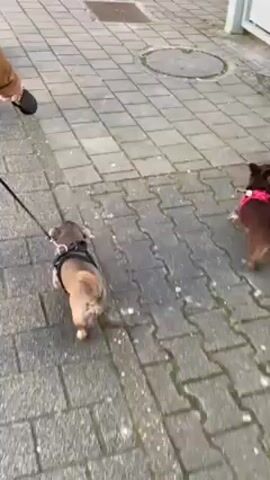A person walks two small dogs on leashes down a paved sidewalk made of large square stones. The person wears a brown jacket and dark green pants. The dog closer to the camera is tan and wears a black harness. The other dog is brown and wears a pink harness. The dogs walk at a quick pace. The sidewalk passes a white building.