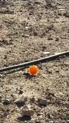 The video starts with a ground-level view of a dry, rocky terrain featuring a bright orange, spherical object and a black tube lying alongside it. The camera pans upward, revealing a slope covered in sparse vegetation and glimpses of a concrete structure at the top. The video then shifts focus to the sky, displaying a bright sun obscured by thick, billowing clouds. Sun rays pierce through the cloud cover, creating a dramatic visual effect.