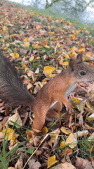 Squirrel feeding, selfies, and river barges in Rusanovo