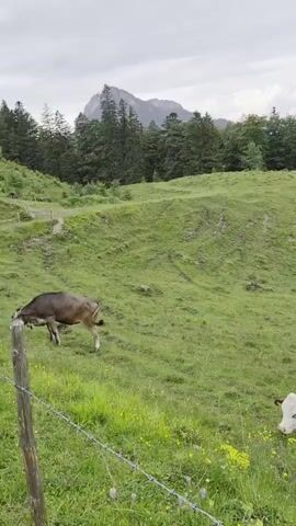 The video depicts a rural landscape with rolling green hills and scattered trees under an overcast sky. In the foreground, a barbed-wire fence runs horizontally across the lower part of the frame. Several cows are visible in the grassy fields, some grazing. One cow, brown and white, is prominently featured near the fence, grazing. Another cow, mostly brown, is further up the slope. The camera pans across the scenery, showing more of the expansive green slopes with distant mountains in the background. A small building or cabin is visible on a far slope in some frames. The view includes a brief shot of what appears to be a bicycle handlebar in the foreground, indicating the video is filmed from a moving perspective, possibly while cycling. The overall impression is one of peaceful pastoral scenery.