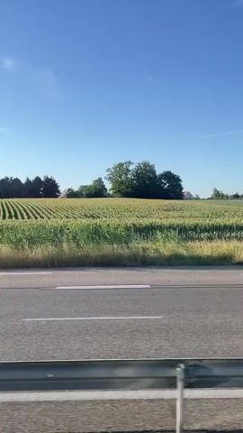 This is a side-view video from a moving vehicle, likely a car, showing a rural landscape. The foreground features a paved road with two lanes and a metal guardrail. Beyond the road, there is a strip of tall, dry grass followed by a large field of green crops, possibly corn or wheat, with distinct rows. In the background, there are scattered trees and a few houses with red roofs. The sky is clear and blue. The video captures the motion of passing scenery, with trees and houses appearing to move horizontally across the frame. The overall impression is of a sunny day in the countryside, seen from the perspective of someone traveling along a road.