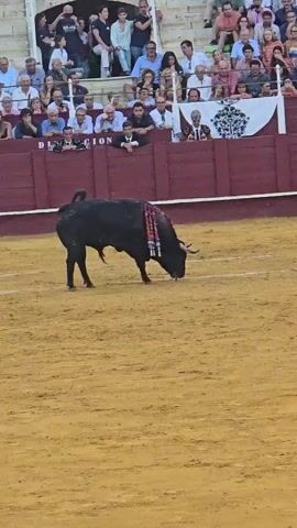 The video shows a bullfight in progress. A large black bull with a decorated band across its back stands in the center of a sandy arena. Spectators are seated in tiered stands surrounding the arena. A bullfighter wearing a red cape stands to the right of the bull, facing it. The bullfighter is dressed in traditional bullfighting attire. The scene appears to be outdoors, under natural light.