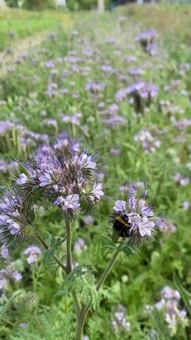 A field of purple flowers is shown. A bumblebee is visible on one of the flowers in the foreground. The field appears to be a cover crop of some kind. The background is out of focus but appears to be a grassy area with some trees or buildings in the distance. The lighting suggests it is daytime.