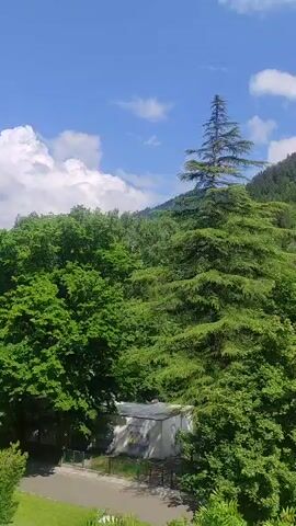 The video pans across a scenic view of a lush green mountain slope under a bright blue sky with scattered white clouds. In the foreground, various trees dominate the landscape. A large, mature evergreen tree with distinct horizontal branches is prominently featured, with a smaller, more slender evergreen tree positioned slightly behind and to its left. Below the trees, a white building with a grey roof is visible, and to the right of it, a playground with colorful equipment can be seen. The mountain itself is densely covered in trees, with a visible scar or patch of less vegetation on its upper right side. The overall impression is one of a natural, outdoor environment, possibly a park or a mountainous region.