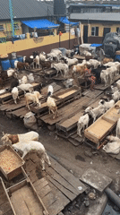 Lagos afternoon: soccer, livestock markets, city traffic under cloudy skies