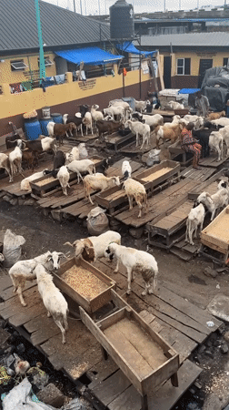 Lagos afternoon: soccer, livestock markets, city traffic under cloudy skies