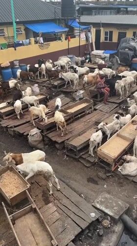 Lagos afternoon: soccer, livestock markets, city traffic under cloudy skies