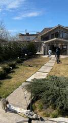 Couple walks toward house with cats in Kursk