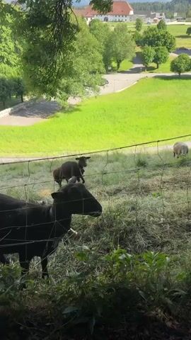 The video shows a group of sheep grazing in a grassy field behind a fence. There are at least four sheep visible: two black sheep in the foreground, one dark brown sheep in the middle, and one white sheep in the background. The sheep are eating hay and grass. In the background, there are trees, buildings, and a road. The sun is shining and the sky is blue. The overall scene is peaceful and idyllic.