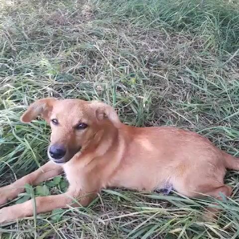A brown dog lies on the grass. A hand pets the dog's head and chest. The dog's ears are floppy. The dog wags its tail slightly. The dog looks at the hand with a happy expression.