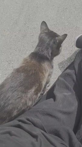 A gray tabby cat rubs its face against the leg of a person wearing black pants and a black-and-white sneaker, sitting on concrete. The cat is looking downwards. The scene is well-lit.