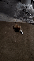Kitten spotted playing indoors and outdoors in Podgorica
