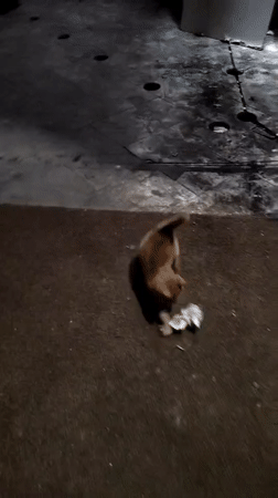 Kitten spotted playing indoors and outdoors in Podgorica