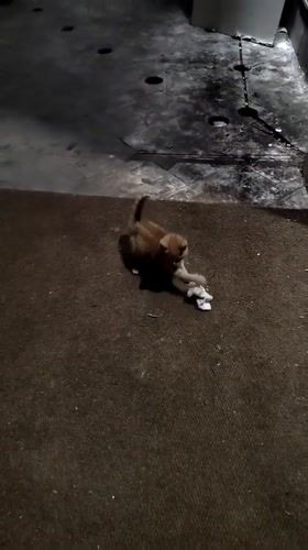 Kitten spotted playing indoors and outdoors in Podgorica
