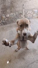Dog stands upright on hind legs in Juan Griego