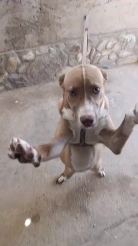 Dog stands upright on hind legs in Juan Griego