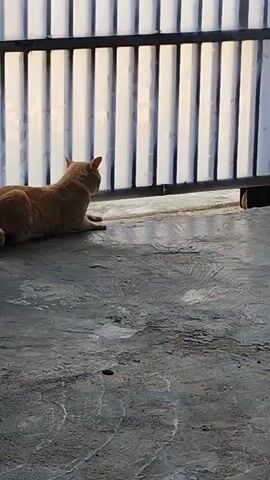 A ginger cat is lying down on a textured grey concrete surface, facing a black metal gate with vertical white bars. The cat is positioned on the left side of the frame, with its body mostly obscured by the concrete. The gate extends across the top of the frame, and sunlight is shining through the bars, creating striped shadows on the ground. The cat's tail is visible and curled around its body. The scene is outdoors, with the concrete floor appearing somewhat wet or dirty. There is a slight hint of a wheel mechanism at the far right edge of the gate.