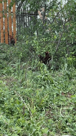 Rural family outing documented in Russian village lakeside setting