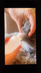 Evening kitten care and nighttime botanicals documented in Bulgarian village