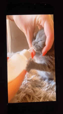 Evening kitten care and nighttime botanicals documented in Bulgarian village