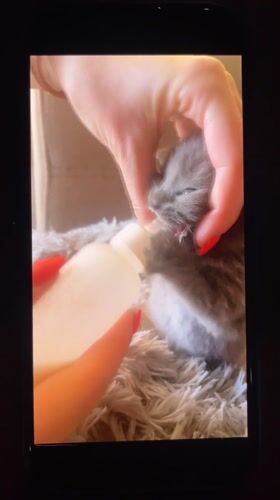 Evening kitten care and nighttime botanicals documented in Bulgarian village