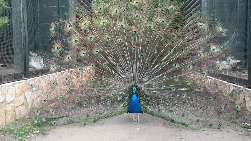 A male peacock displays its fanned tail feathers. The peacock is blue and green. The tail feathers are brown and iridescent green with eye-like markings. The peacock stands on a dirt path with a stone wall behind it. There is a fence and trees in the background. The peacock is the sole focus of the video and remains stationary.