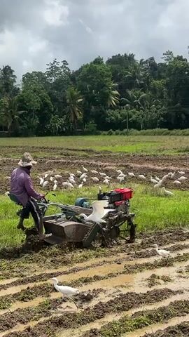 A farmer in a rice paddy operates a tiller. The tiller is dark grey with a red engine. The farmer wears a light-colored hat and purple shirt, and black boots. He is sitting in a seat mounted above the tiller. He drives the tiller forward through a muddy field. Behind him, a large number of white egrets stand in the mud. The rice paddy is green with brown mud. The sky is overcast and in the background are many trees.