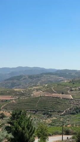 A vertical video captures a panoramic view of rolling hills under a clear blue sky. The landscape is characterized by agricultural terraces, likely vineyards, creating a patterned effect on the slopes. Scattered olive trees and other vegetation dot the scene. In the foreground, lush green foliage partially obscures the view, suggesting the camera is positioned behind trees or bushes. The overall impression is of a rural, sun-drenched environment. There are no people or discernible objects in the video.