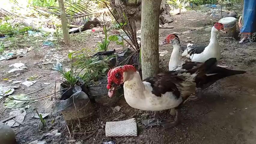 A flock of three Muscovy ducks, identified by their distinctive red caruncles around the eyes and face, are gathered in a dirt-floored outdoor area. The duck in the foreground, which appears to be male due to its larger size and more pronounced caruncles, is white with dark brown markings on its wings and back. It is standing and looking down towards the ground, with its head lowered. Behind it, two other Muscovy ducks are visible. One of these ducks is predominantly white with black wingtips, and the other is mostly white with black markings on its back and wings. They are also facing downwards, appearing to peck at the ground. The environment is somewhat cluttered, with several potted plants in black plastic bags, a discarded piece of white woven material on the ground, and debris scattered around. The background shows foliage, including what appear to be palm fronds, and a portion of a blue tarp. The lighting suggests it is daytime.