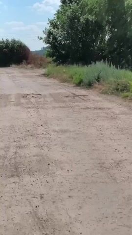The video shows a dirt road in a rural setting, likely Psilske, Ukraine. A group of dogs, varying in size and color, are walking and running along the road. The sun is shining brightly, suggesting it is daytime, and the sky is blue with some clouds. The road is flanked by vegetation, including tall green plants, dry grass, and patches of red poppies. In the background, there are trees and fields, with a power line visible. The overall atmosphere appears to be calm and natural, with the dogs seemingly on a leisurely stroll or exploration. There is no visible text in the video.