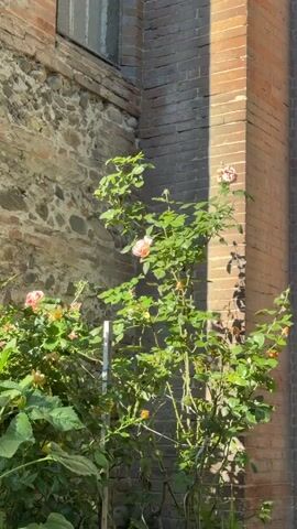 The video shows a rose bush with pink flowers growing next to a brick building. The building is made of two types of brick, one a lighter brown and the other a darker red. The sun is shining on the building and casting a shadow on the bush. There is also a stone wall to the left of the bush. A window is visible above the stone wall.