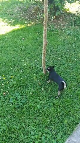 A small black dog with white markings on its tail and chest is standing in a grassy yard next to a thin tree. The dog is facing away from the camera and appears to be sniffing or rubbing against the tree. The grass is green and appears well-maintained, with a few scattered white clover flowers and yellow dandelions. In the background, there are green bushes and trees. The camera is positioned above and to the side of the dog, looking down at the scene. The video is very short, showing the dog at the tree for about three seconds before the scene changes to a ground-level view of the dog walking away from the camera on a concrete path next to the grass. The feet of the person filming are visible in the lower part of the frame. The video appears to be taken outdoors on a sunny day.