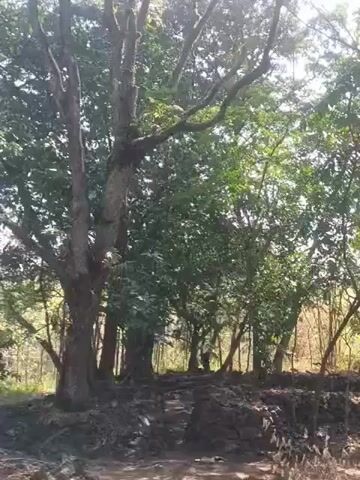 This is a video of a person walking on a dirt path through a forest. The trees are tall and leafy, and the sun is shining through the branches. The path is covered in leaves and twigs. The person is walking slowly, and the camera is following them.