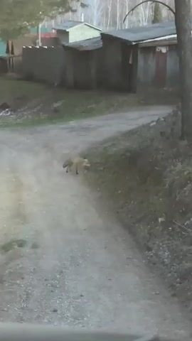 The video depicts a dirt path winding through a rural or semi-rural environment. Several weathered sheds or outbuildings are visible to the left of the path, while a grassy, muddy embankment with trees borders the right side. An animal, possibly a fox or a small dog with a light-colored coat, is initially seen near the path's edge. It moves towards the trees on the right, carrying something dark in its mouth. The camera slightly zooms in, following the animal as it disappears further into the embankment.