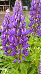 Nature walk documents forest paths, flowering gardens, and wildlife activity