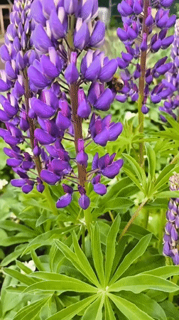 Nature walk documents forest paths, flowering gardens, and wildlife activity